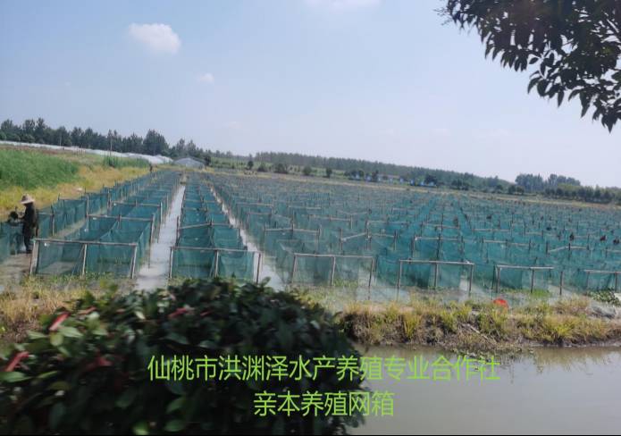 �ھ�����CMP��(�й�)����